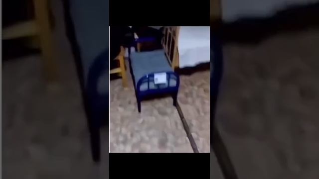 Смотряга пепел