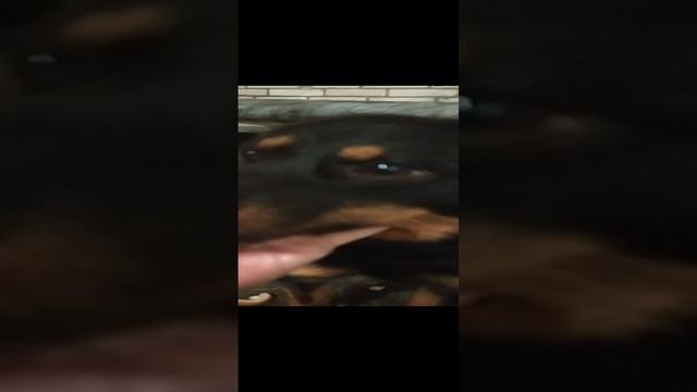Пёс в хорошие руки