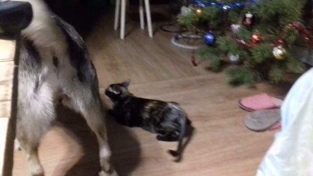 #собака жалеет кошку,которая просит кота