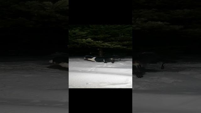 VID_20241220_234121.mp4