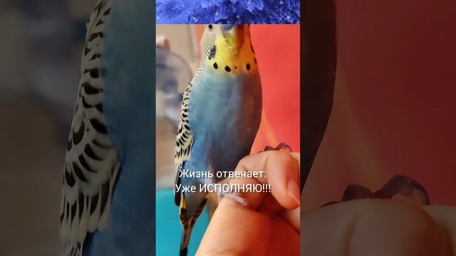 обязательно ПУСТЬ!!!! и пожелание и лозунг