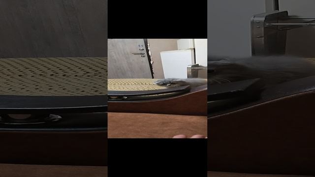 просто котенок