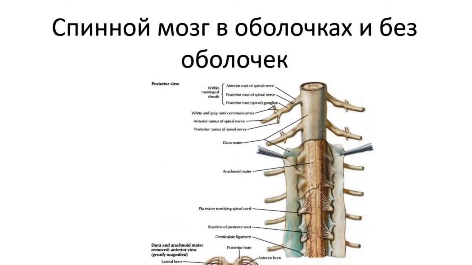 Оболочки спинного мозга    ЧАСТЬ 2