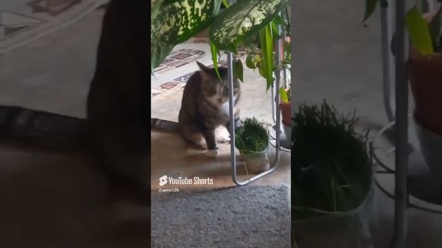 добрый обед.mp4