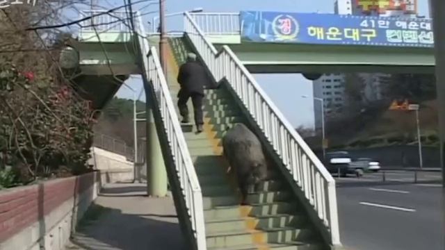 домашний питомец