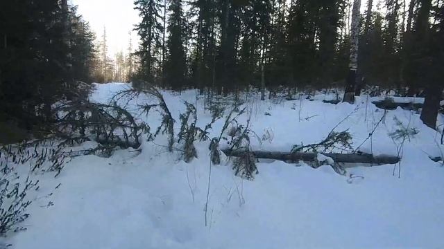 Охота на Соболя | Капканы: Моя Первая Проверка Капканов. Удачно Получилось