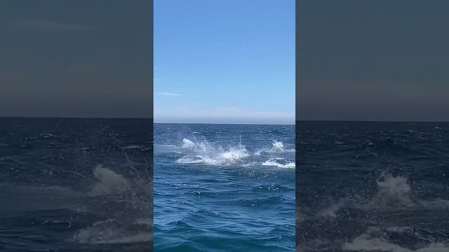 121088446_584697293735900_1285399920320552114_n.mp4