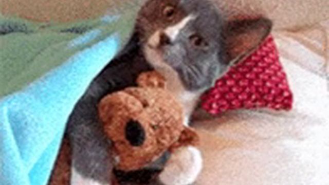 20-12-2024 GIF сладких снов