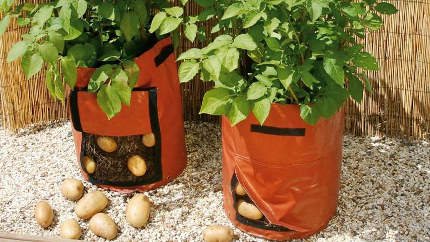 КАРТОШКА В МЕШКАХ. ДЁРНУТЬ КЛАПАН. Часть третья. 03.08.15. Potatoes in Bags. Part three.