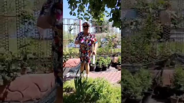 внуки подловили на танцах