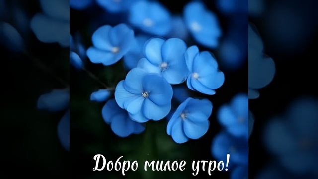 Доброе утро, ПЯТНИЦА! 🤗🤗🤗 20.12.2024г. Всем здоровья,  удачи, везения, счастья и позитива! 😁😁😁