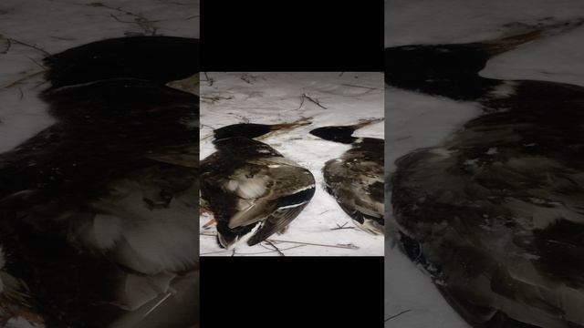 охота на дикую утку, добыл утку. #охотанаутку