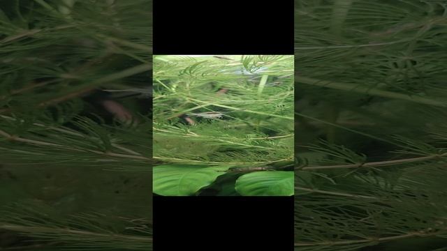 Гетерандрия формоза