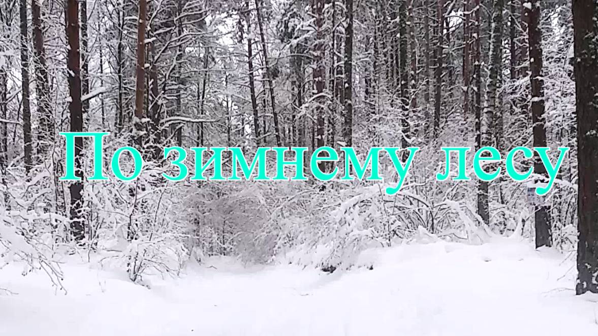 По зимнему лесу