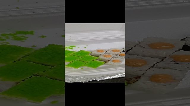 20-12-2024