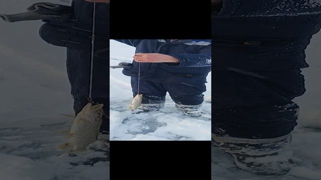 Щука на жерлицу) Первый лёд)