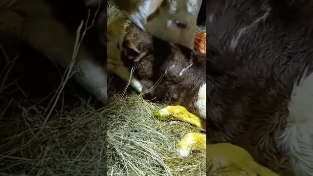 Дождались. Доча отелилась. #симментал