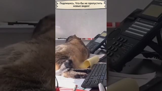 Приколы с котами