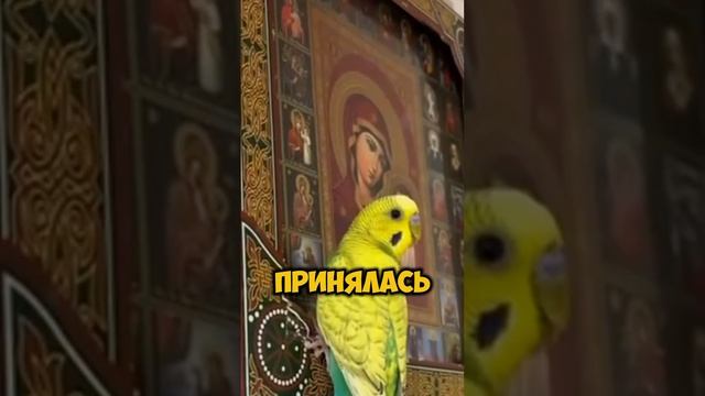 Попугай читает молитву [OGN]