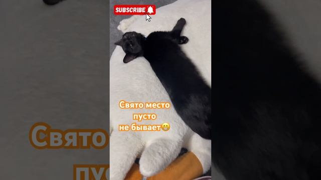 Место отдыха #блэки #shorts #cats#kitten