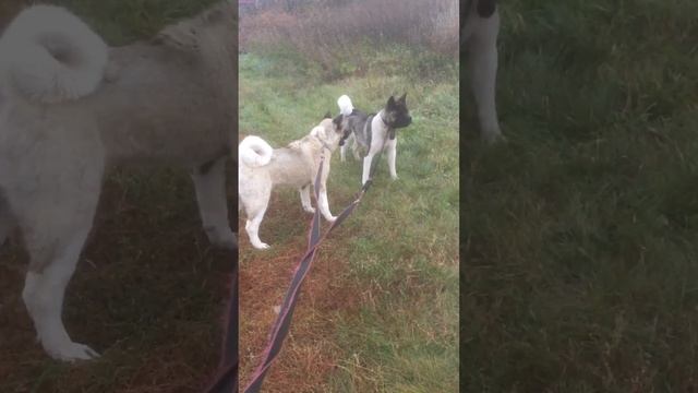 #funny #animals #pets #akita #dog #doglover #nature #reggae