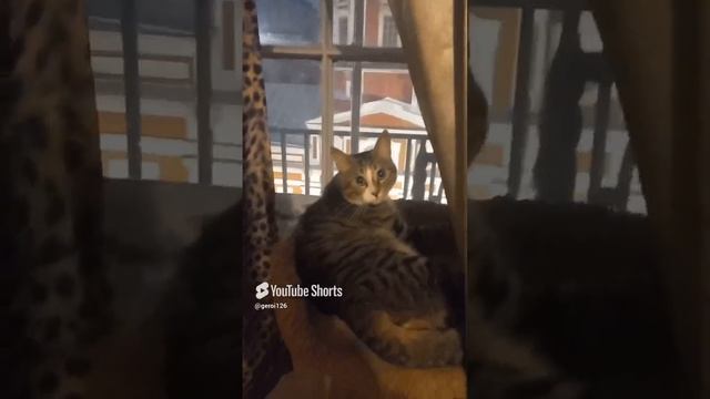 кошки.mp4