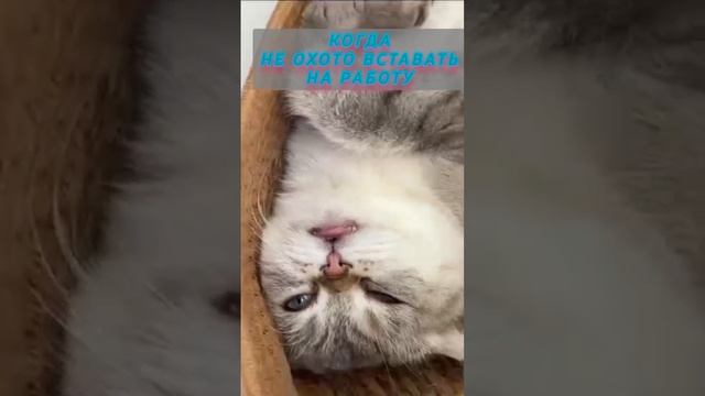 котик устал ) #short