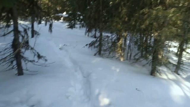 Охота. Проверка капканов на куницу.