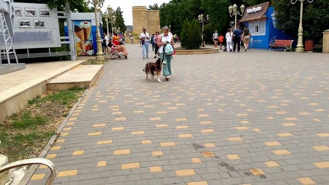 DOG VLOG: Зеленый марафон Сбербанка. Людвиг из Ахтубинска. Вечерний приют.