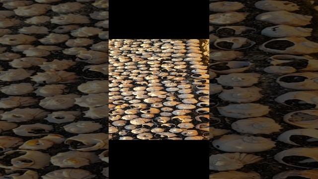 Инсталяция "Дары моря".