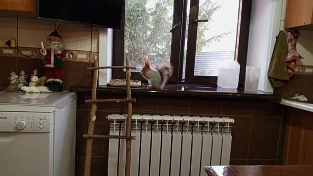 открыто для всех белок
