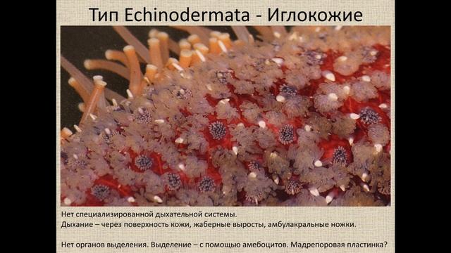 Иглокожие