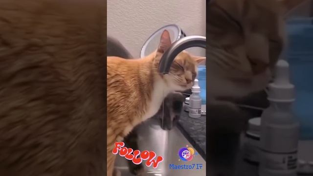 😸 Мелкие котики