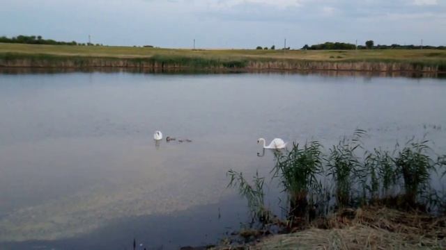 Потеря в лебединой семье-Белый лебедь на пруду.