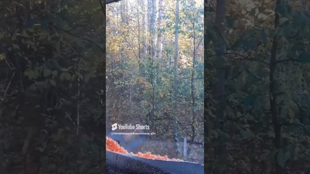 Филя на охоте