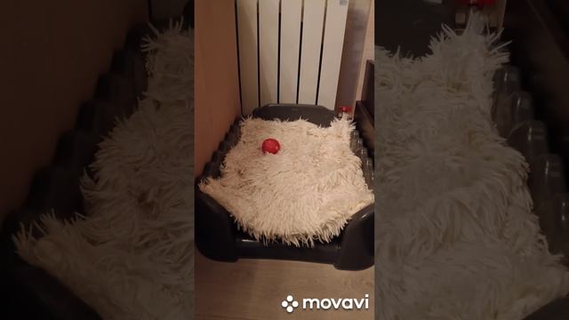 Покупка которую не оценила моя собака,но понравилась кошкам.mp4