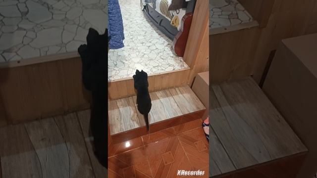 никогда не сдавайся)