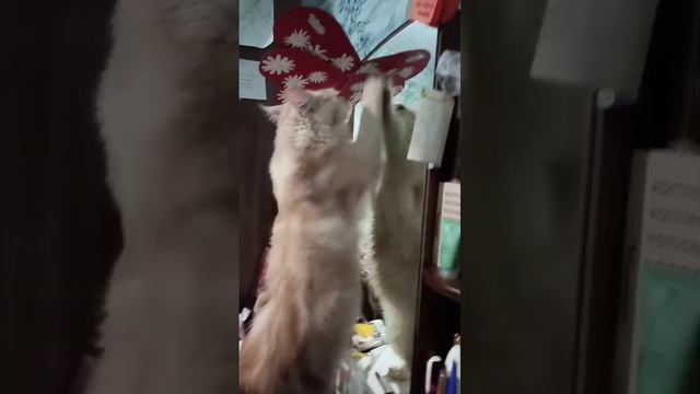 1000038417.mp4