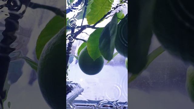 Лимон в декабре!