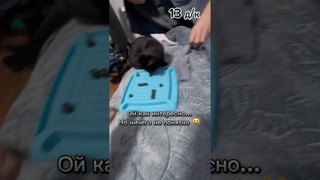 Блэки карантин 13-14 дни#relaxinmusic #shorts #kitten #блэки