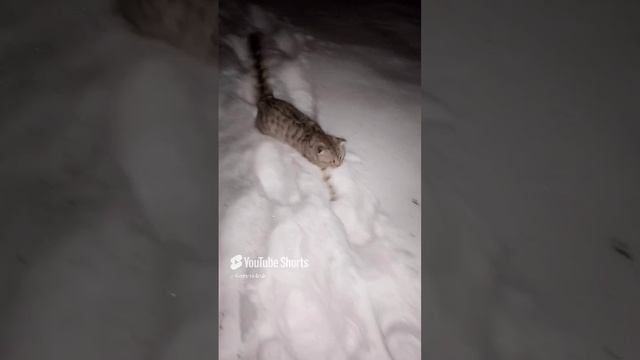 интересное наблюдение! хотя....🤔.mp4