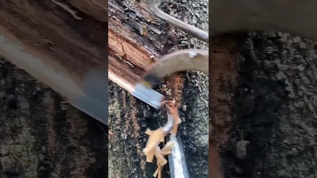 Как происходит процесс получения каучука.