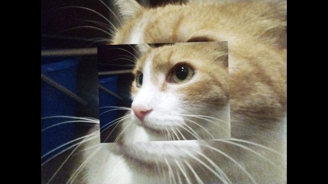 Ну вот мой кот