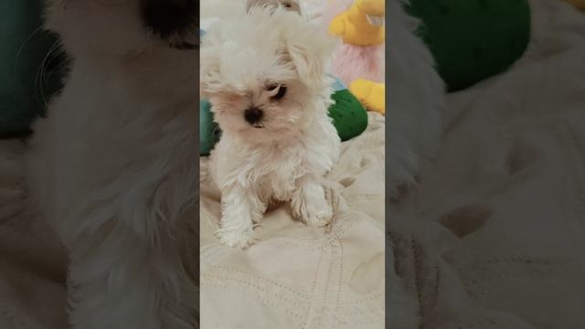 Микро девочка мальтезе Корея.