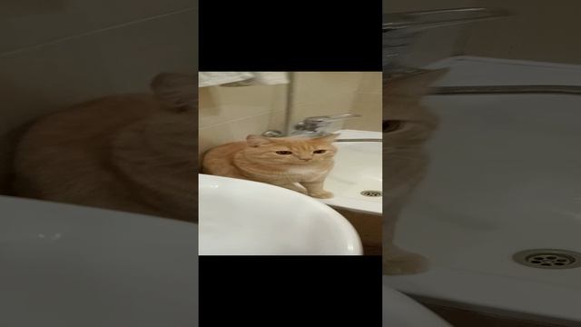 Бабушкин британец 1 год