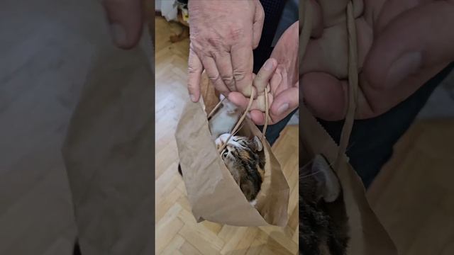 Ох, эти кошки...