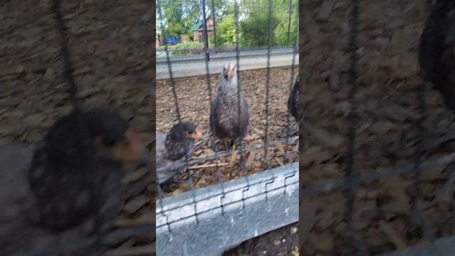 Наш выгул, курочки довольны)