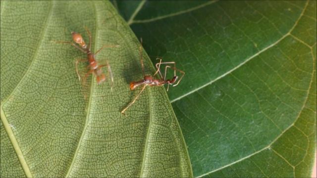 Prey attack by male Myrmarache plataleoides at 0.25x the speed