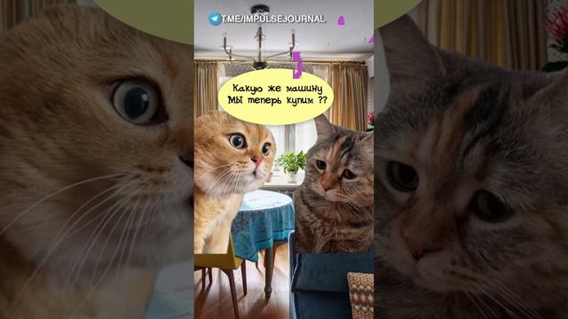 Новая тачка #мыкотики #вмем #разговор #анекдот #шутки #животные #юмор #кошки #смешное #мемы #скетчи