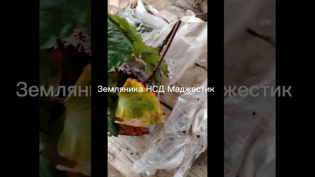 Новые поступления косточковых для моего сада.